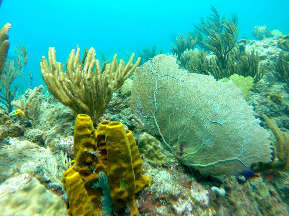 coral reef in antigua and barbuda, diving
