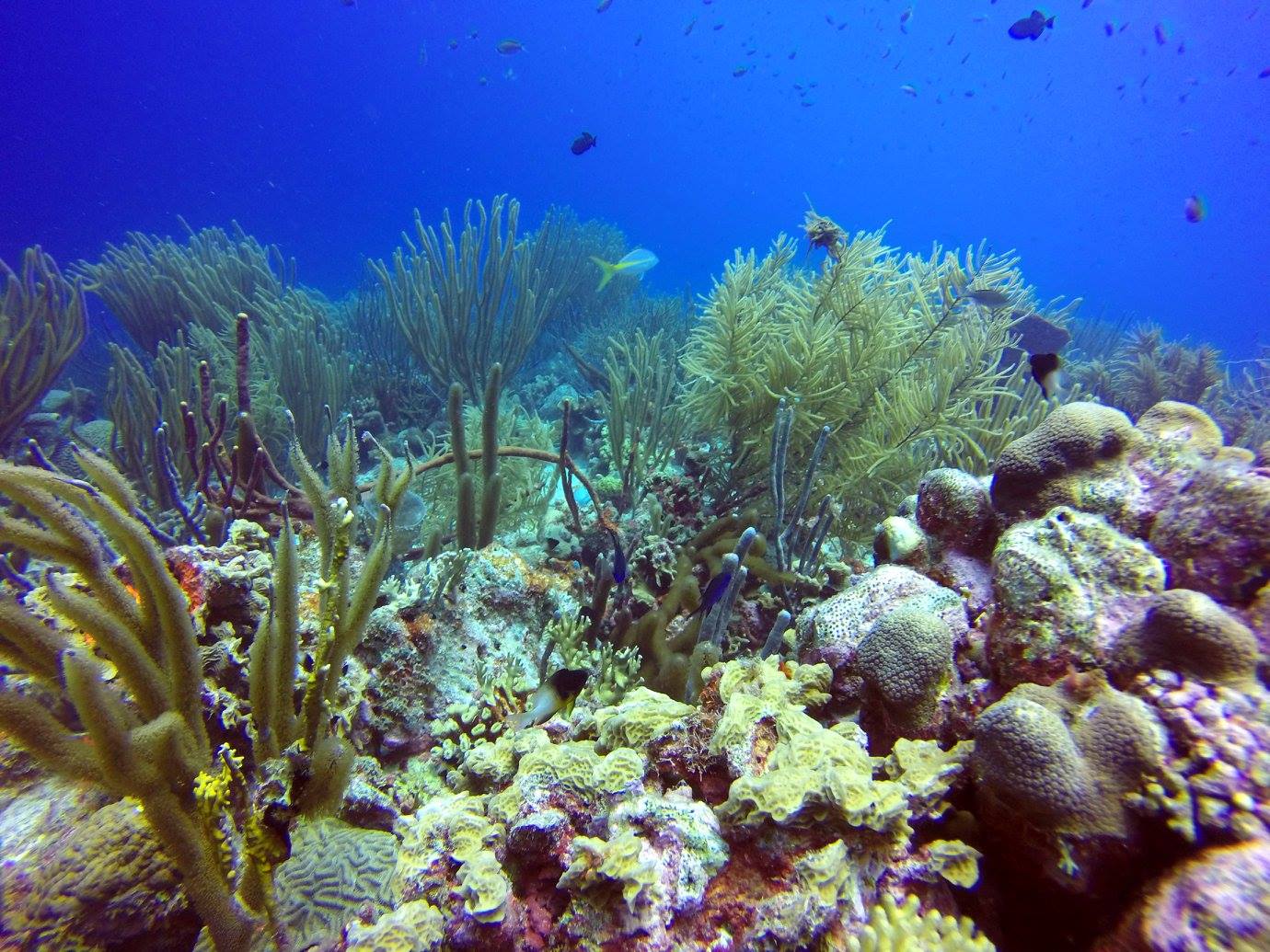 diving in bonaire, coral reef